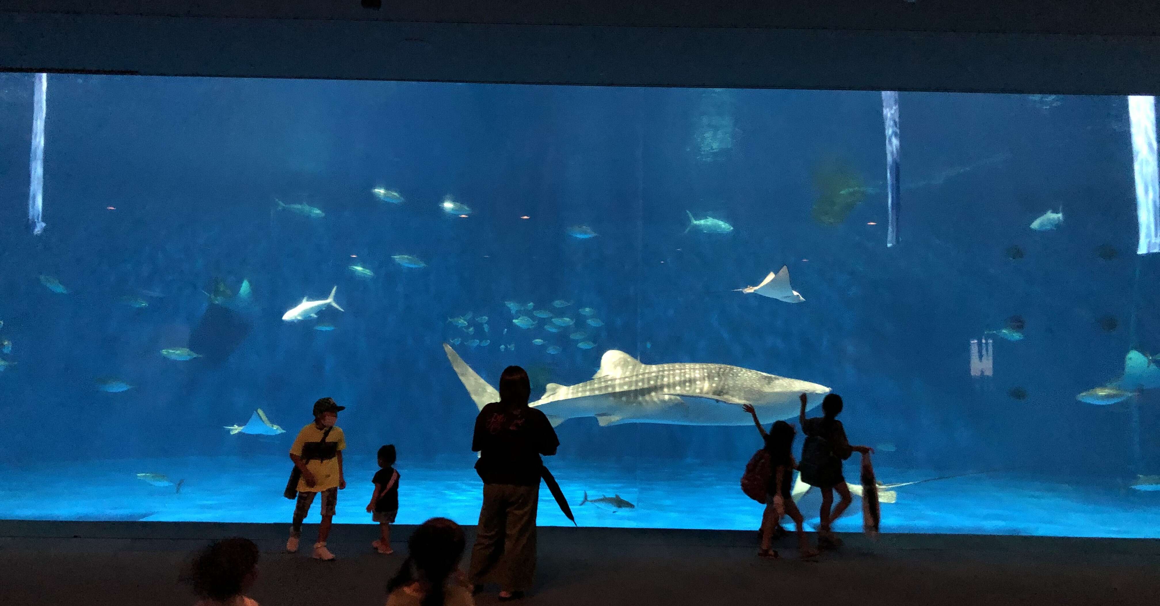 Image of whale sharks