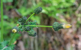 Plancia ëd Sonchus asper (L.) Hill