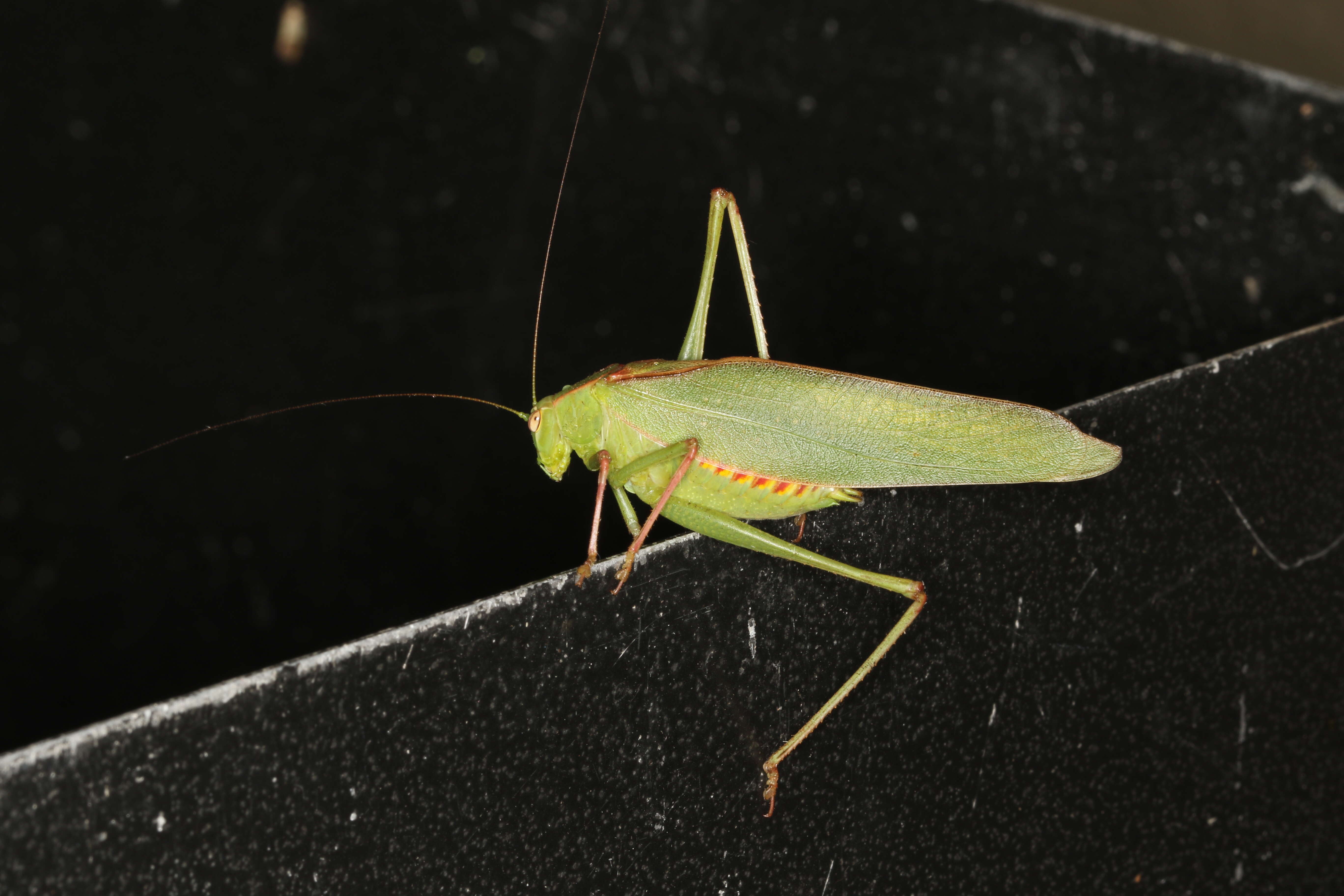 Image of Caedicia simplex (Walker & F. 1869)