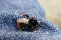 Image of Red tailed bumblebee