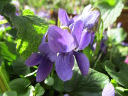 Image of sweet violet