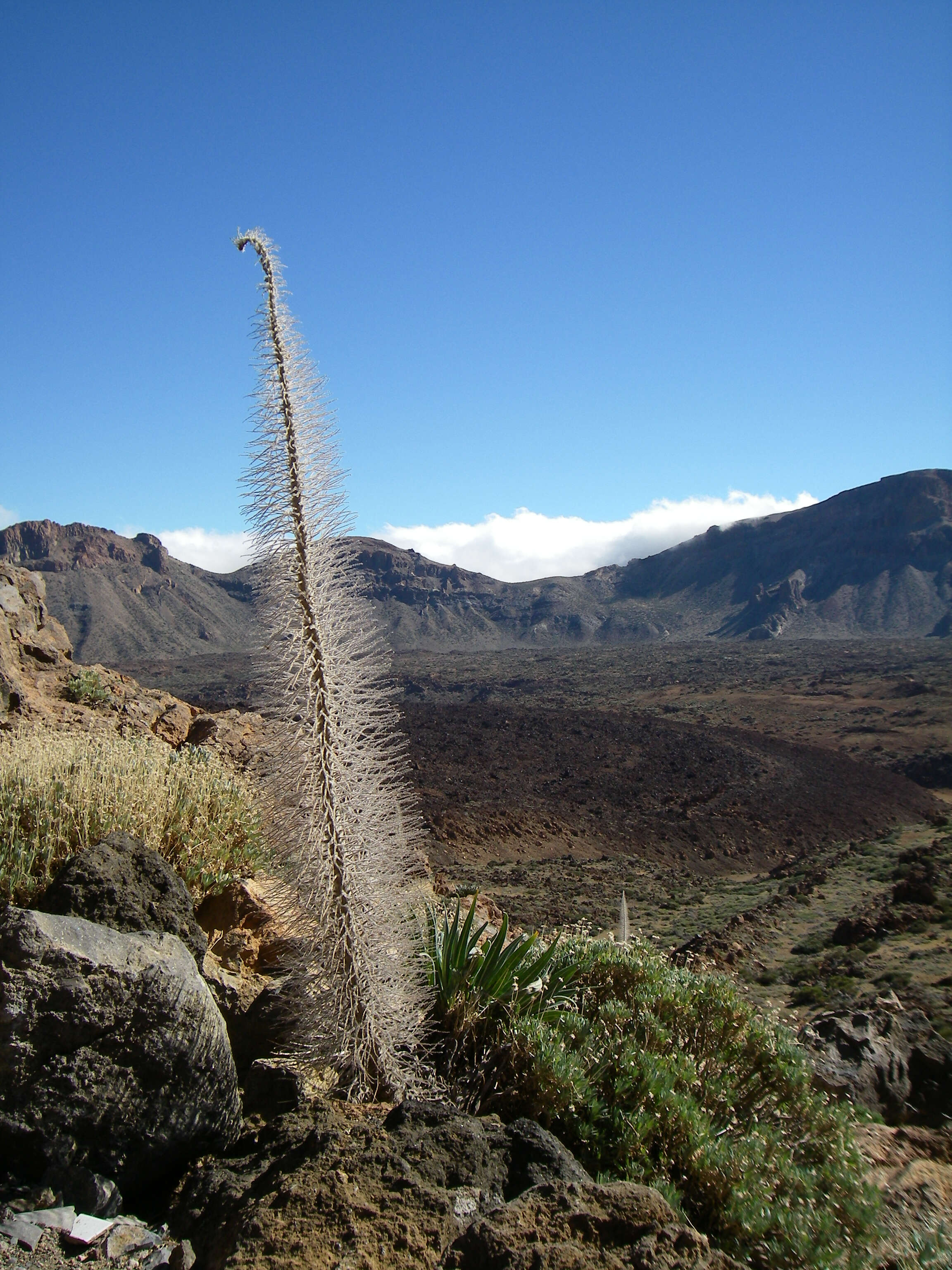 Image of Echium wildpretii H. H. W. Pearson ex Hook. fil.