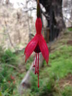 Fuchsia magellanica Lam. resmi