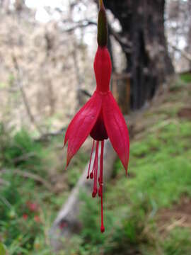 Image of hardy fuchsia