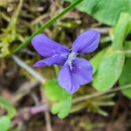 Image of common dog-violet