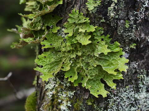 Image of Lungwort