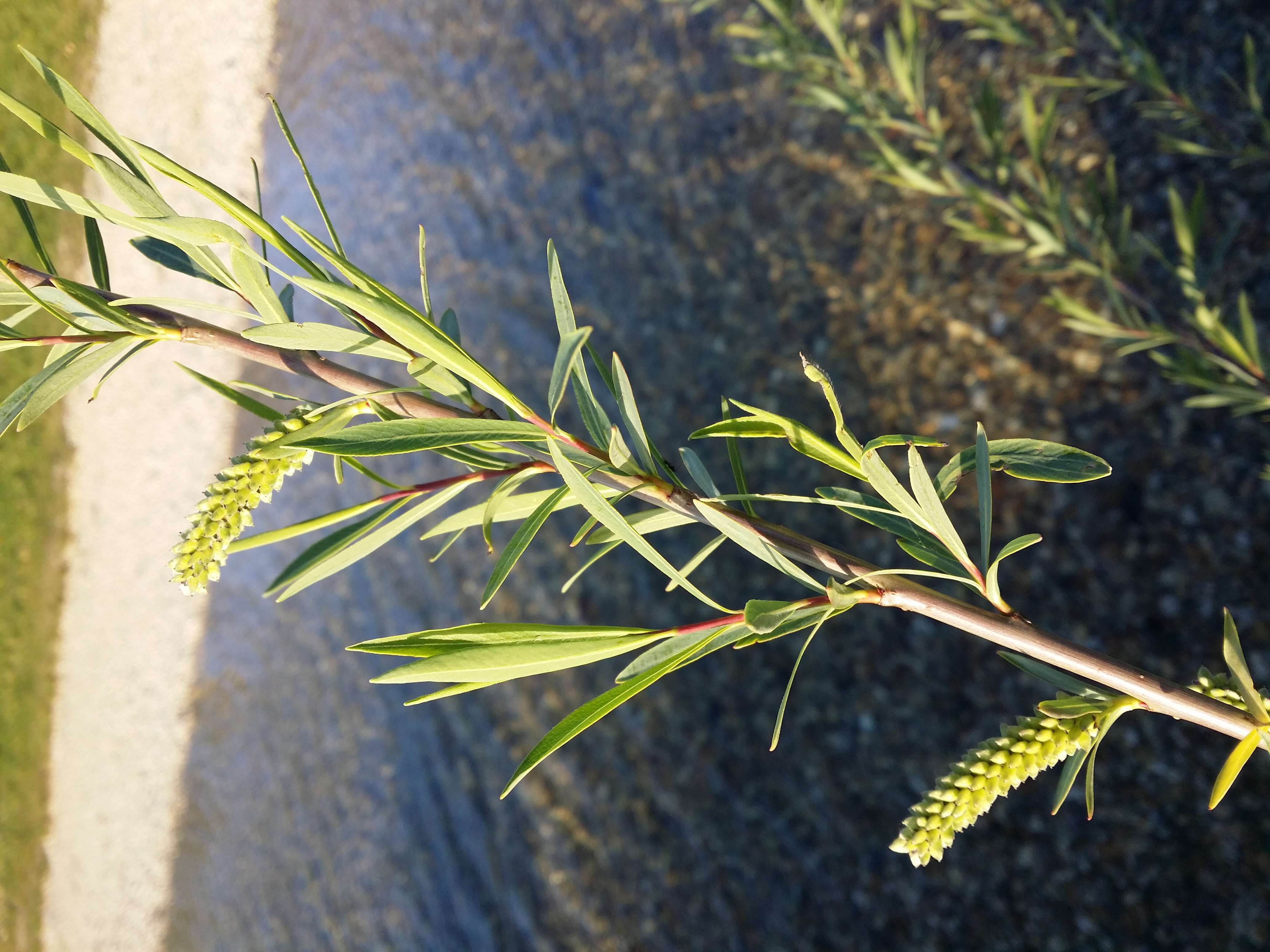 Image of purple willow