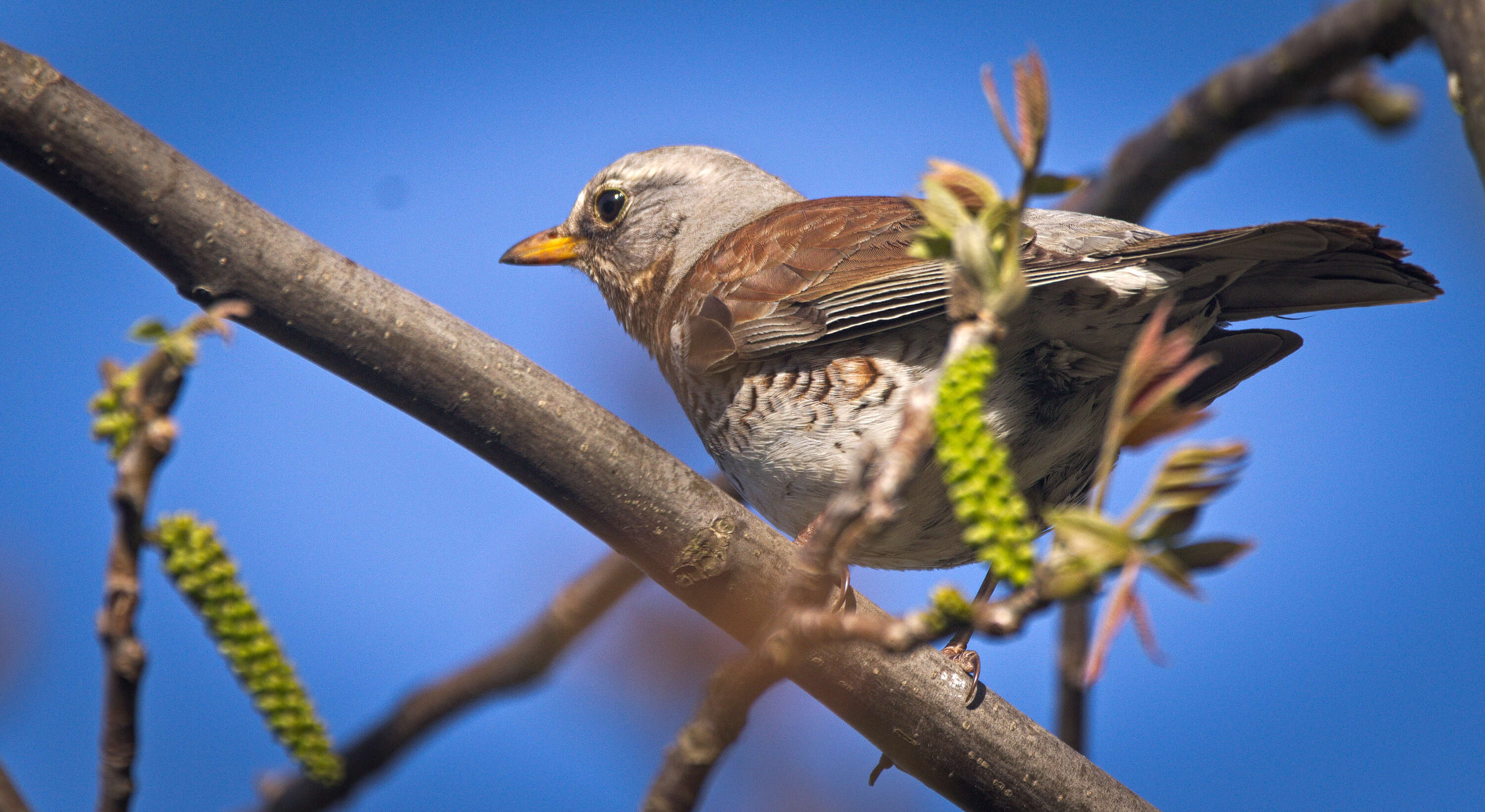 Image of Fieldfare