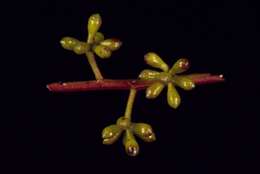 Image of Eucalyptus benthamii Maiden & Cambage