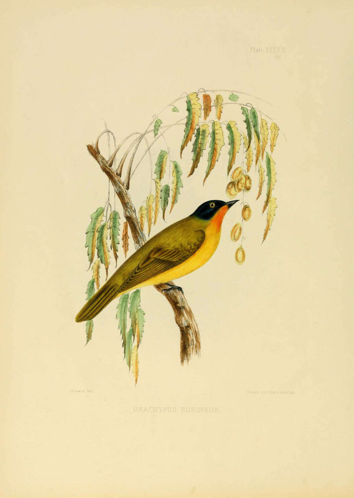 Image of Pycnonotus gularis