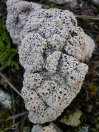 Image of Cow pie lichen