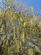 Image of Stachyurus praecox Sieb. & Zucc.