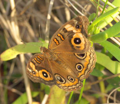 Plancia ëd Junonia neildi