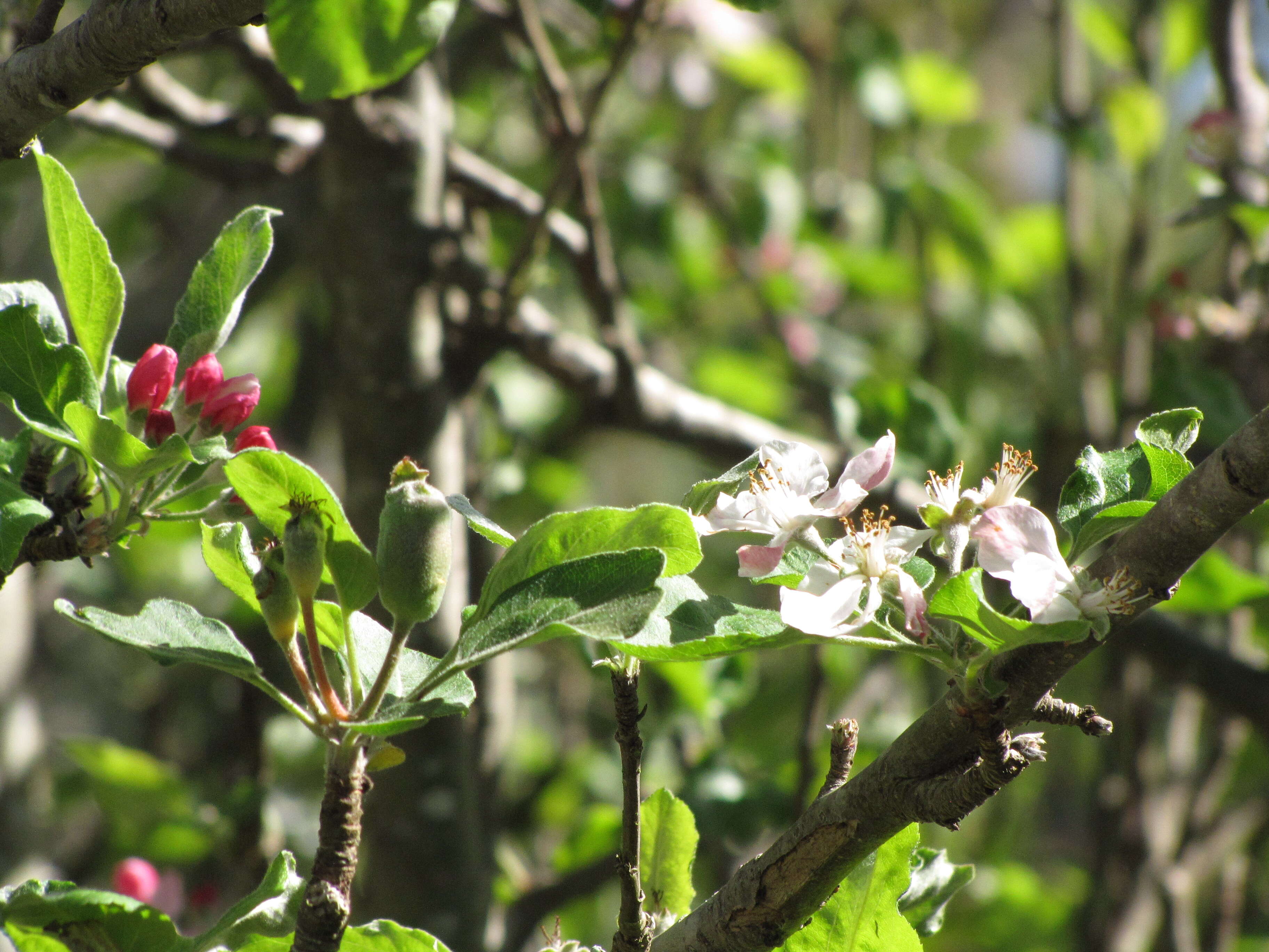 Image of paradise apple