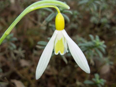 Image of Galanthus plicatus M. Bieb.