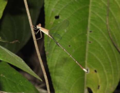 Image of Lestes viridulus Rambur 1842