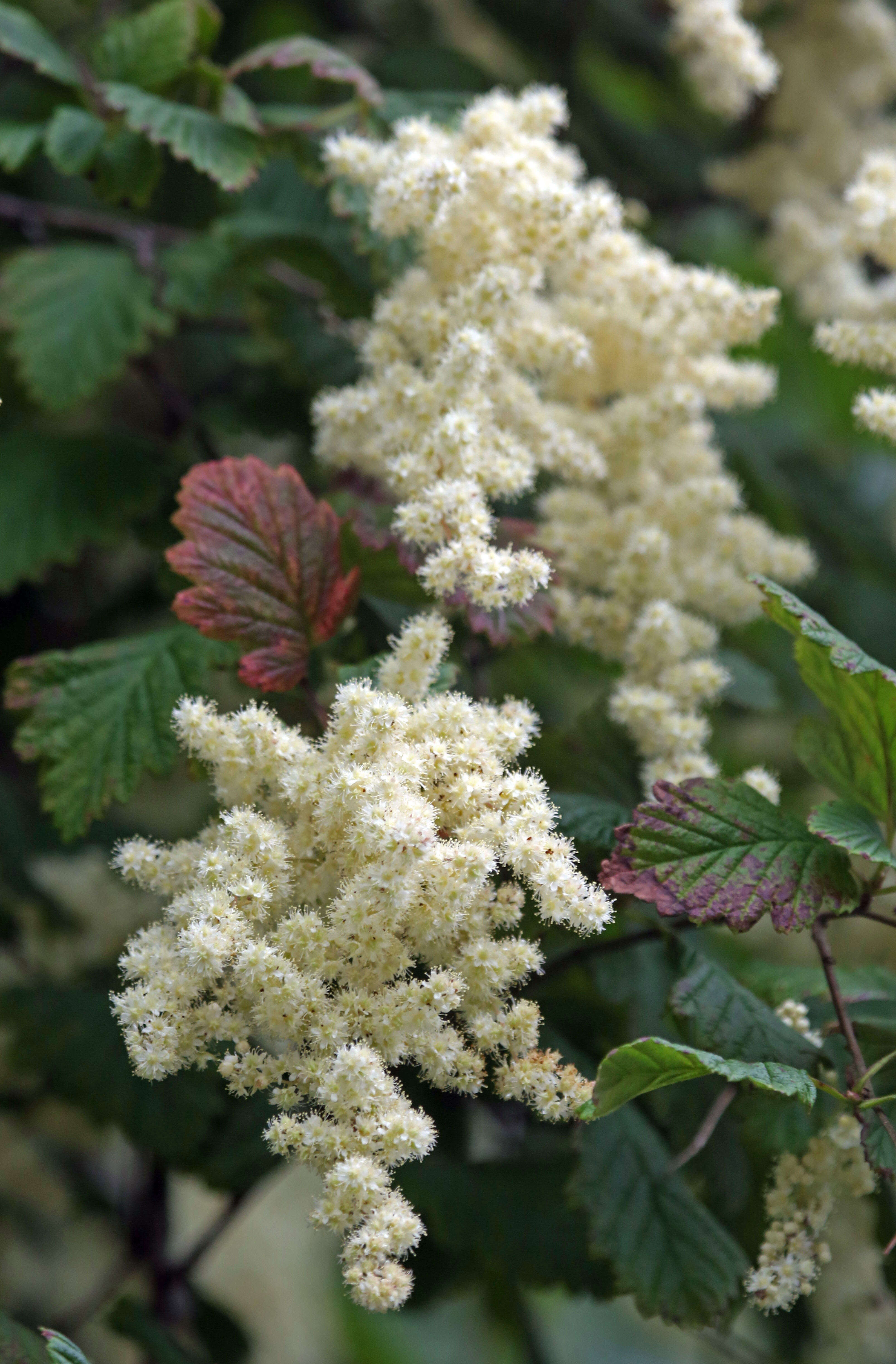 Plancia ëd Holodiscus discolor (Pursh) Maxim.