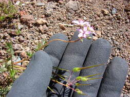 Image of Common Stork's-bill