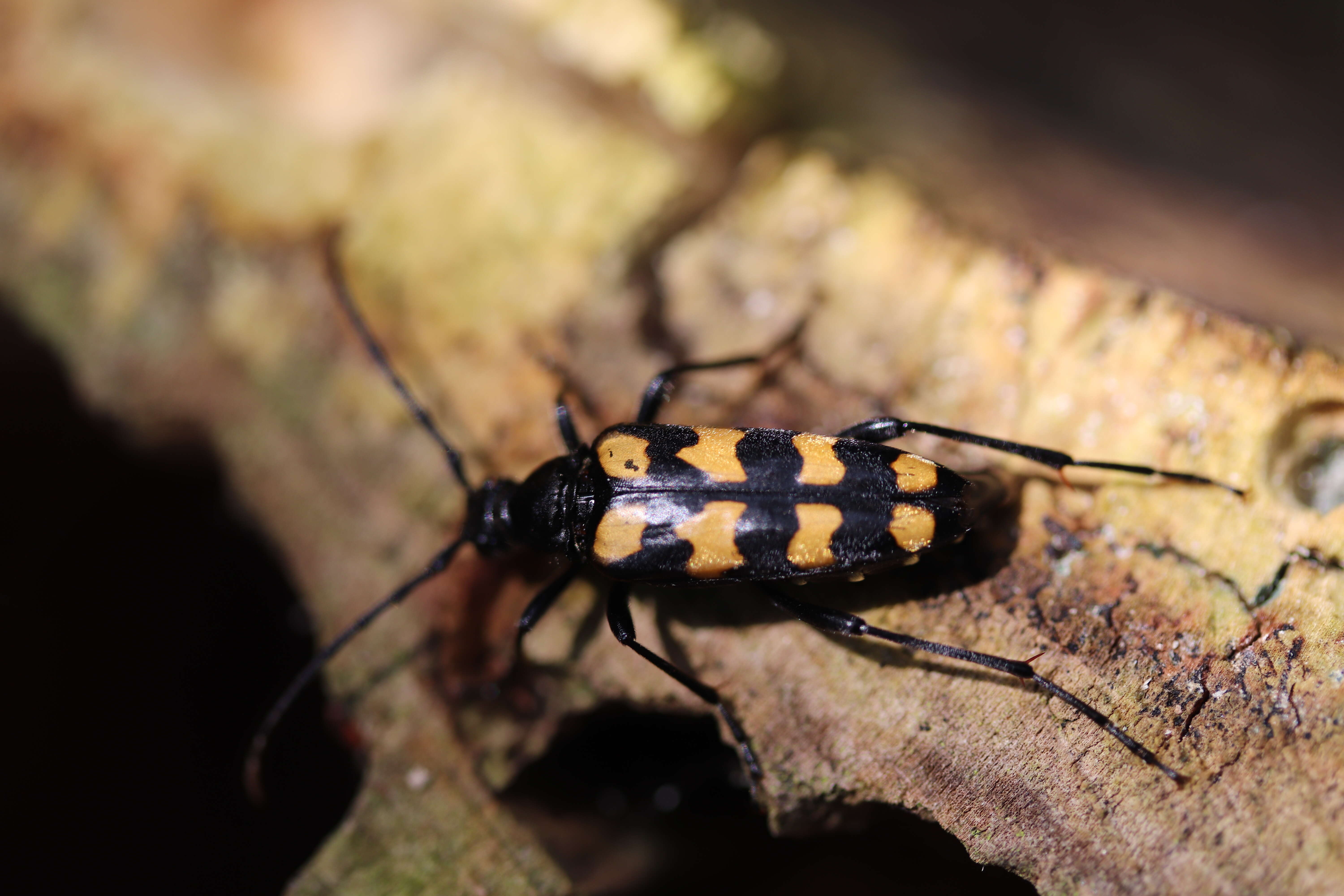 Image of Leptura quadrifasciata Linné 1758