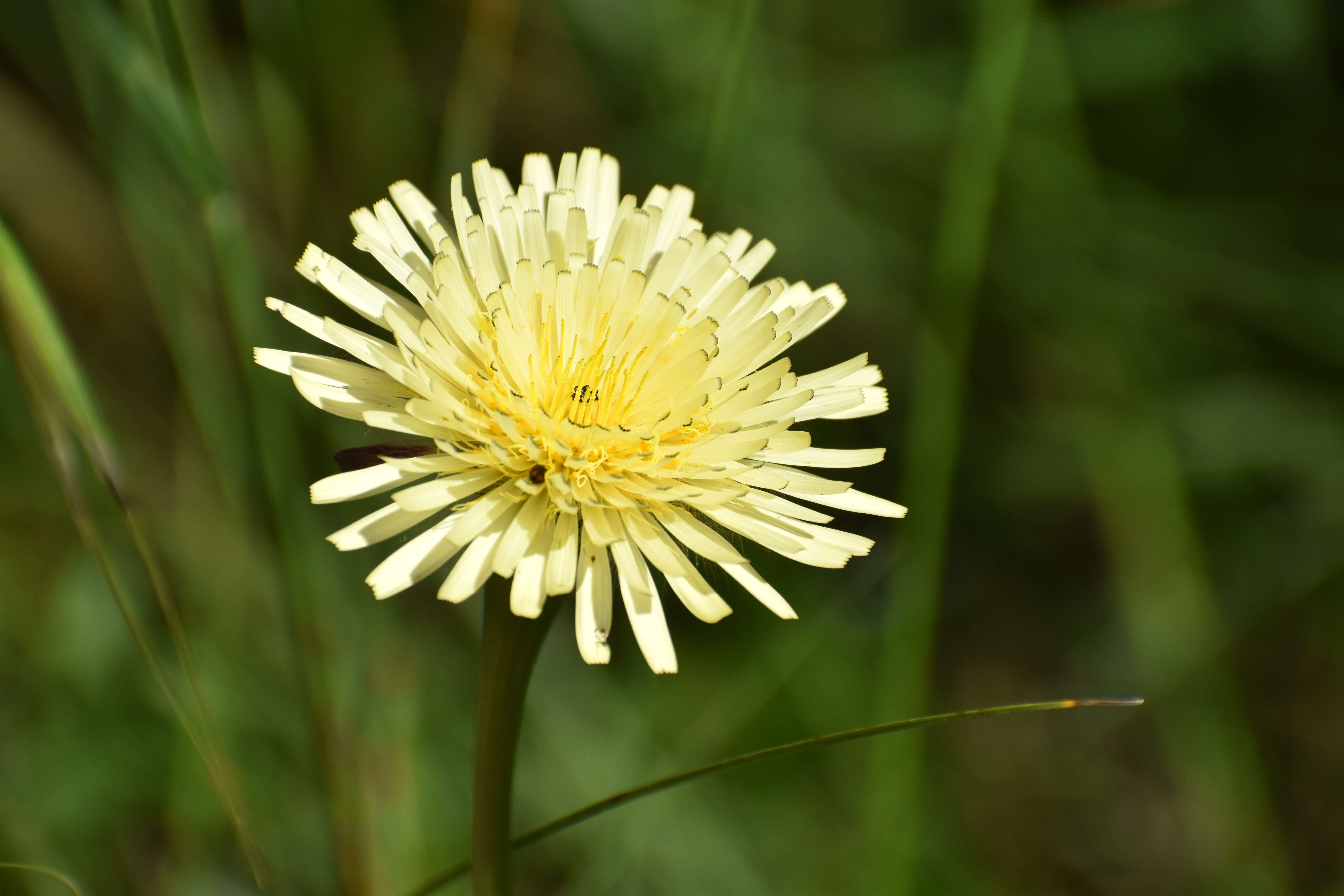 Image of Smooth Golden Fleece