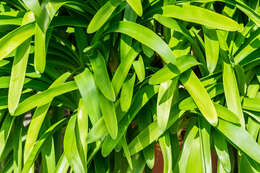 Imagem de Agapanthus africanus (L.) Hoffmanns.