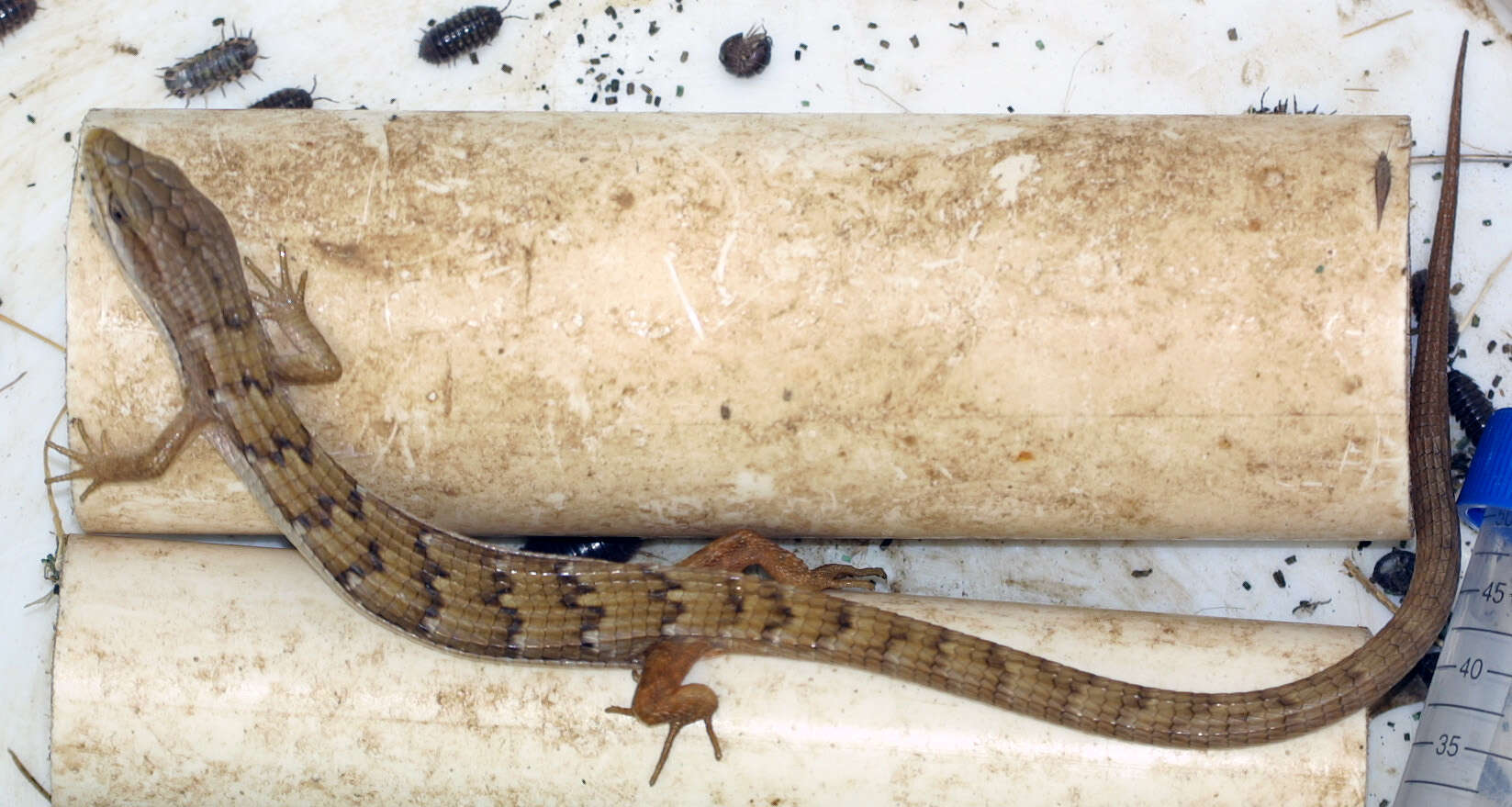 Image of Southern Alligator Lizard