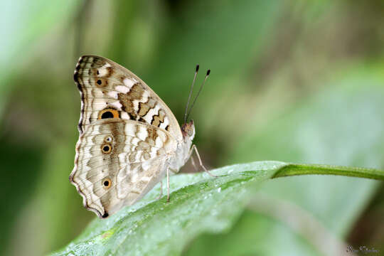 Image of Junonia lemonias Linnaeus 1758