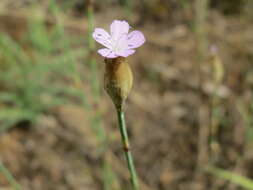 Image of Proliferous Pink