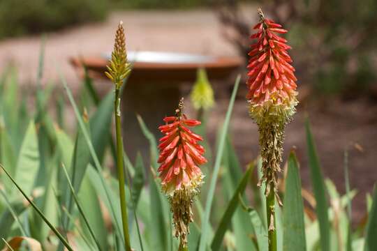 Imagem de Kniphofia uvaria (L.) Oken