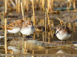 Imagem de Calidris minuta (Leisler 1812)