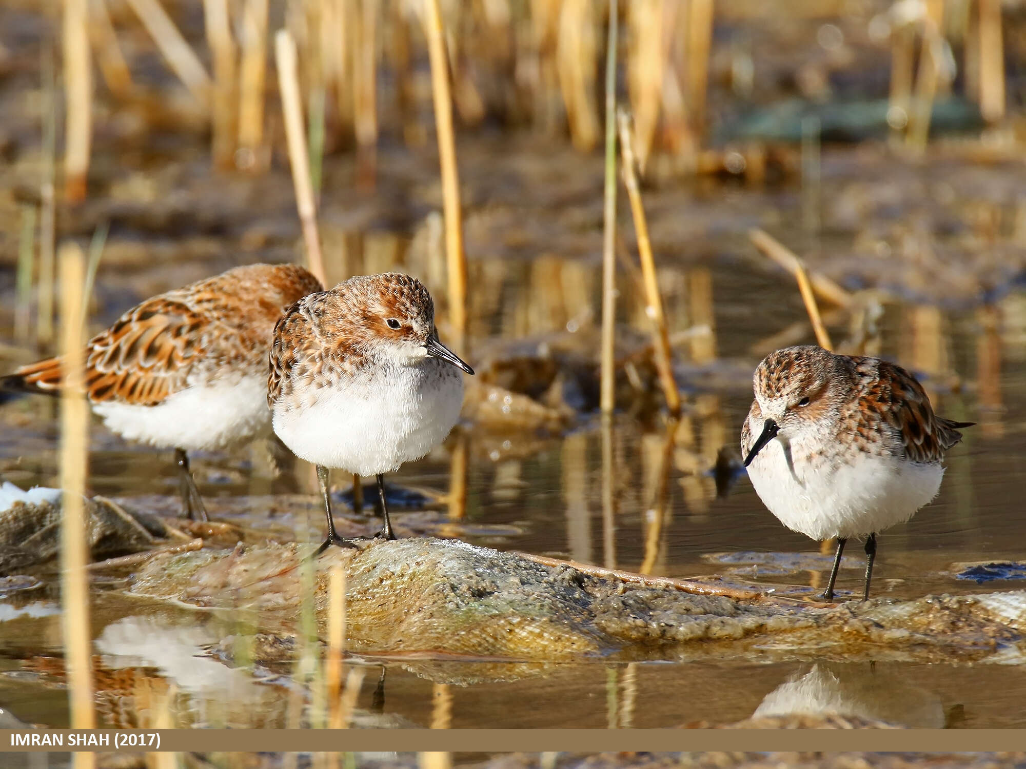 Image of Little Stint