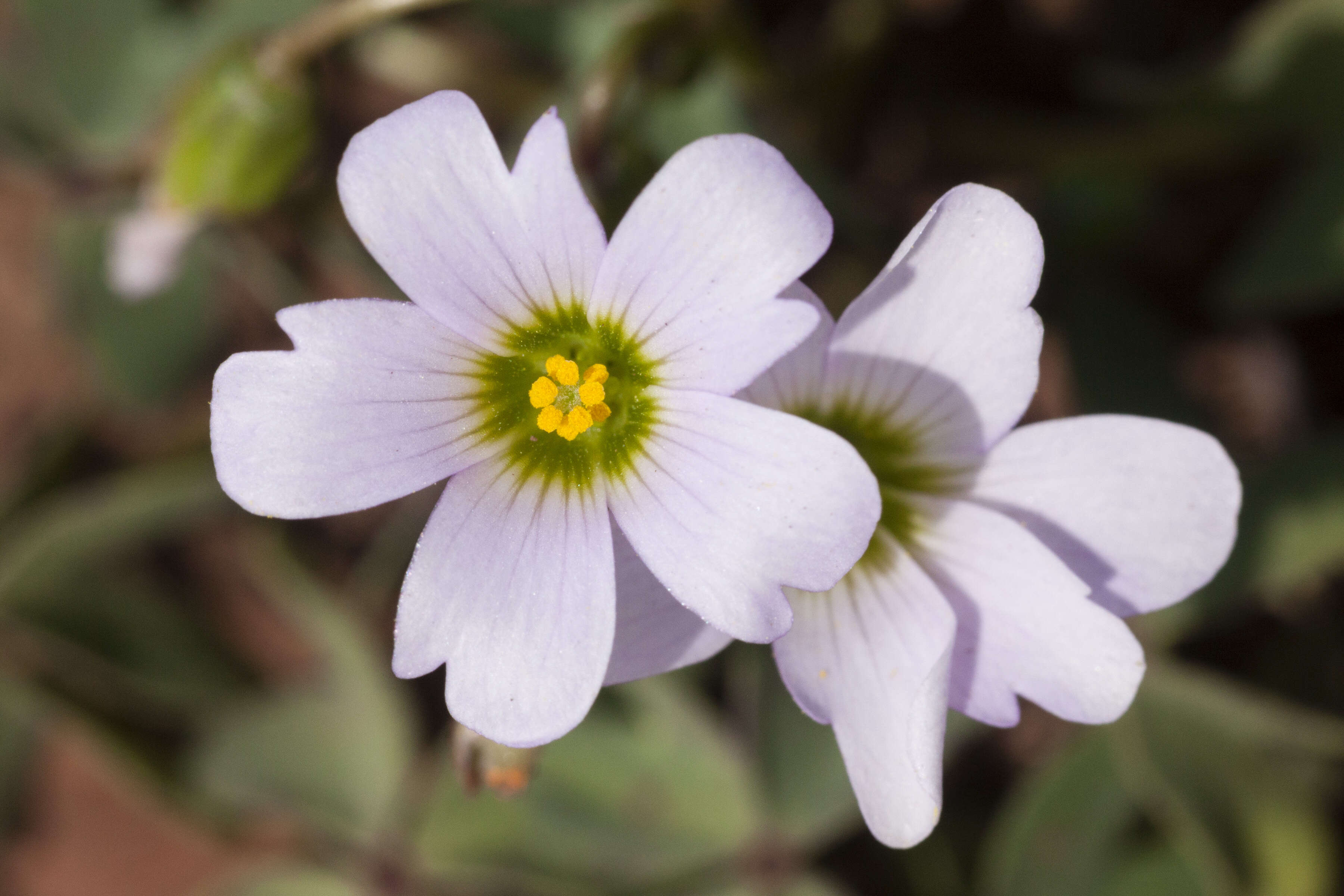 Imagem de Oxalis caerulea (Small) R. Knuth