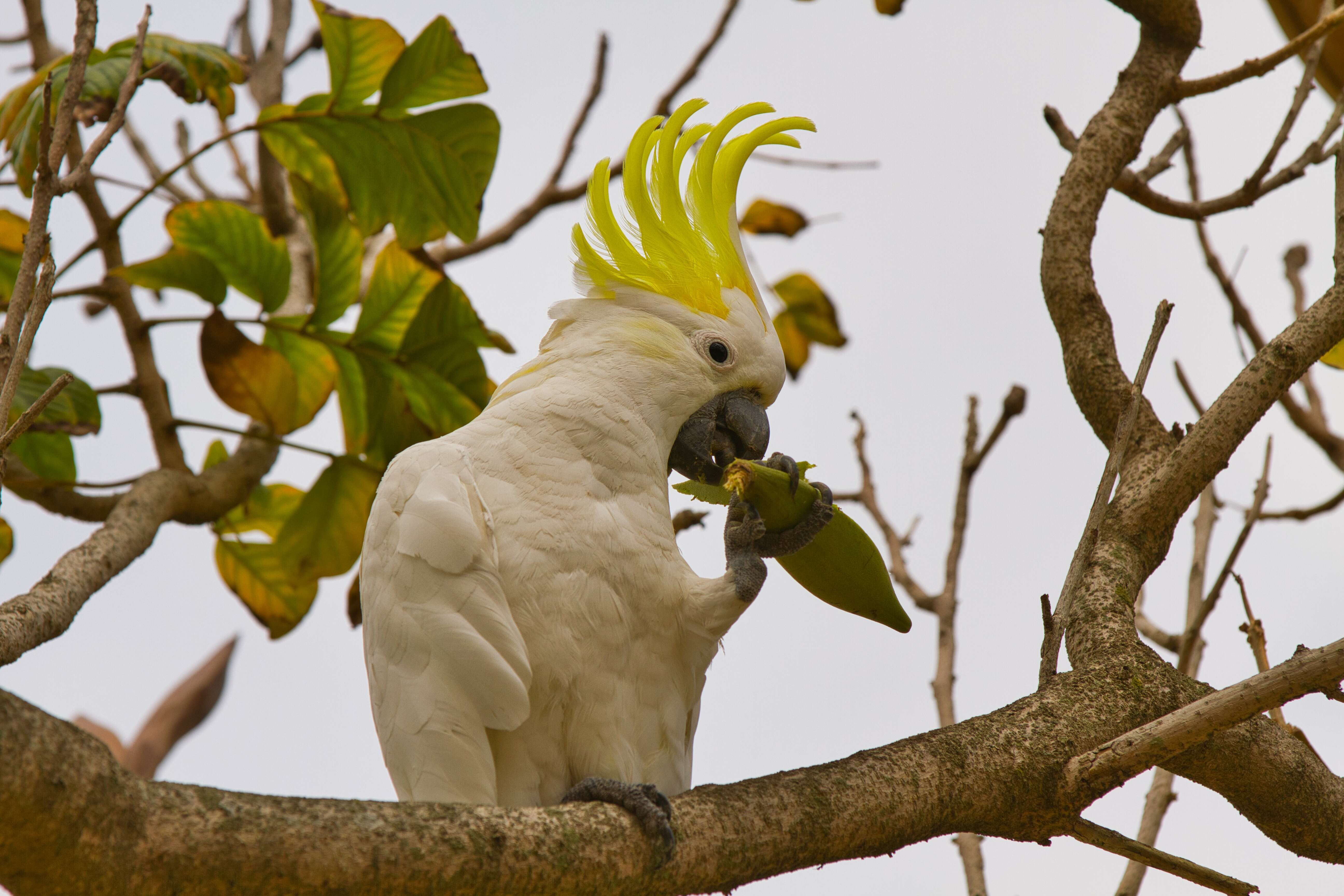 Image of Sulphur-crested Cockatoo