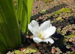 Image of water soldiers