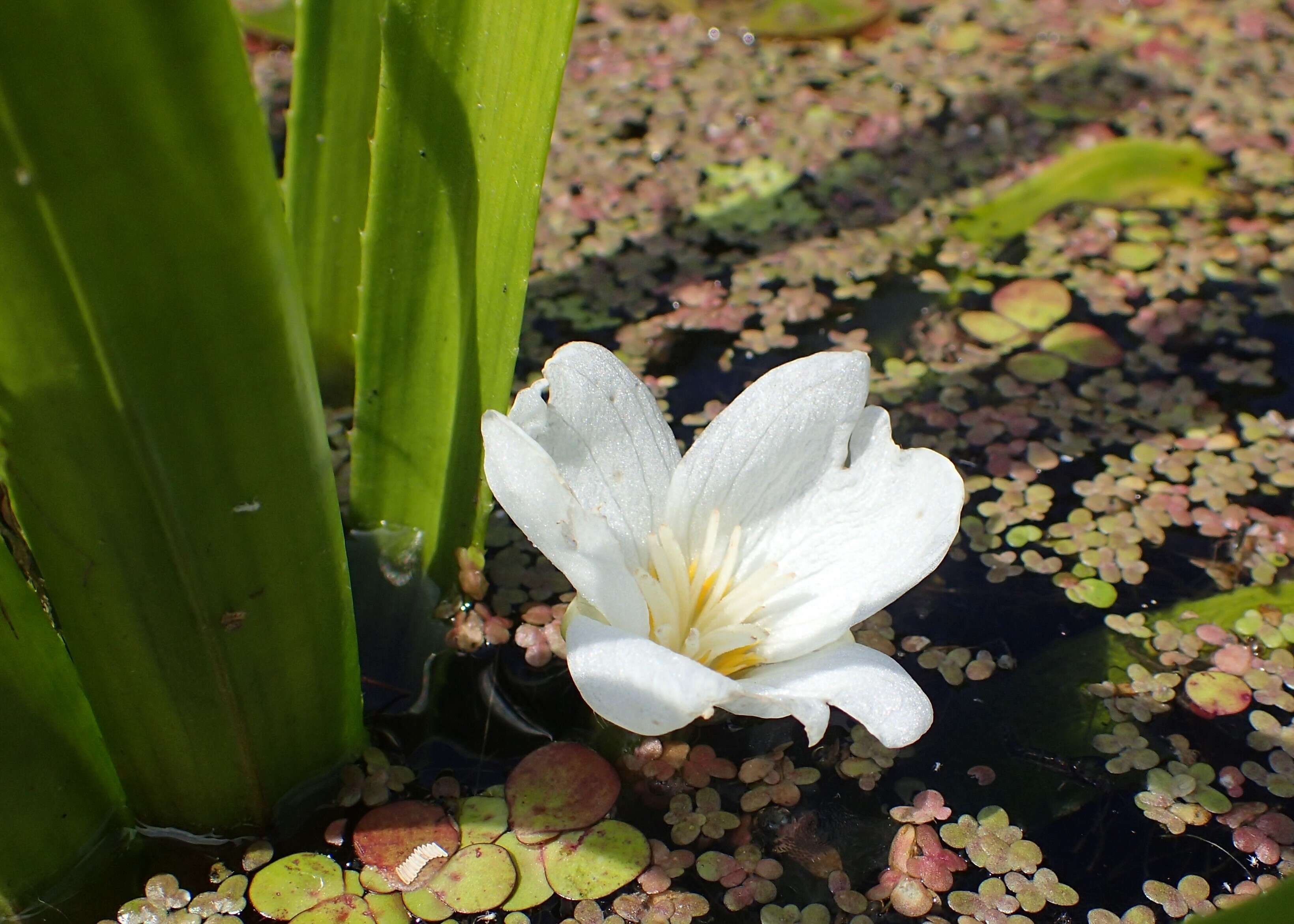 Image of water soldiers