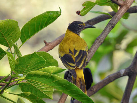 Image of Black-hooded Oriole