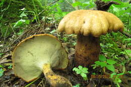 Polyporus radicatus Schwein. 1832 resmi