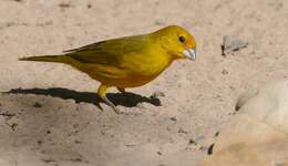 Image of Saffron Finch