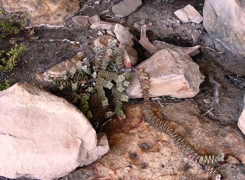 Image of Concertina plant