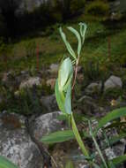 Image of Lathyrus pisiformis L.