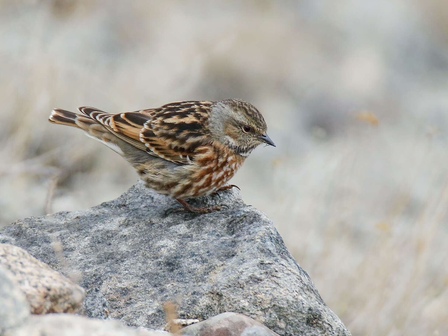 Image of Altai Accentor