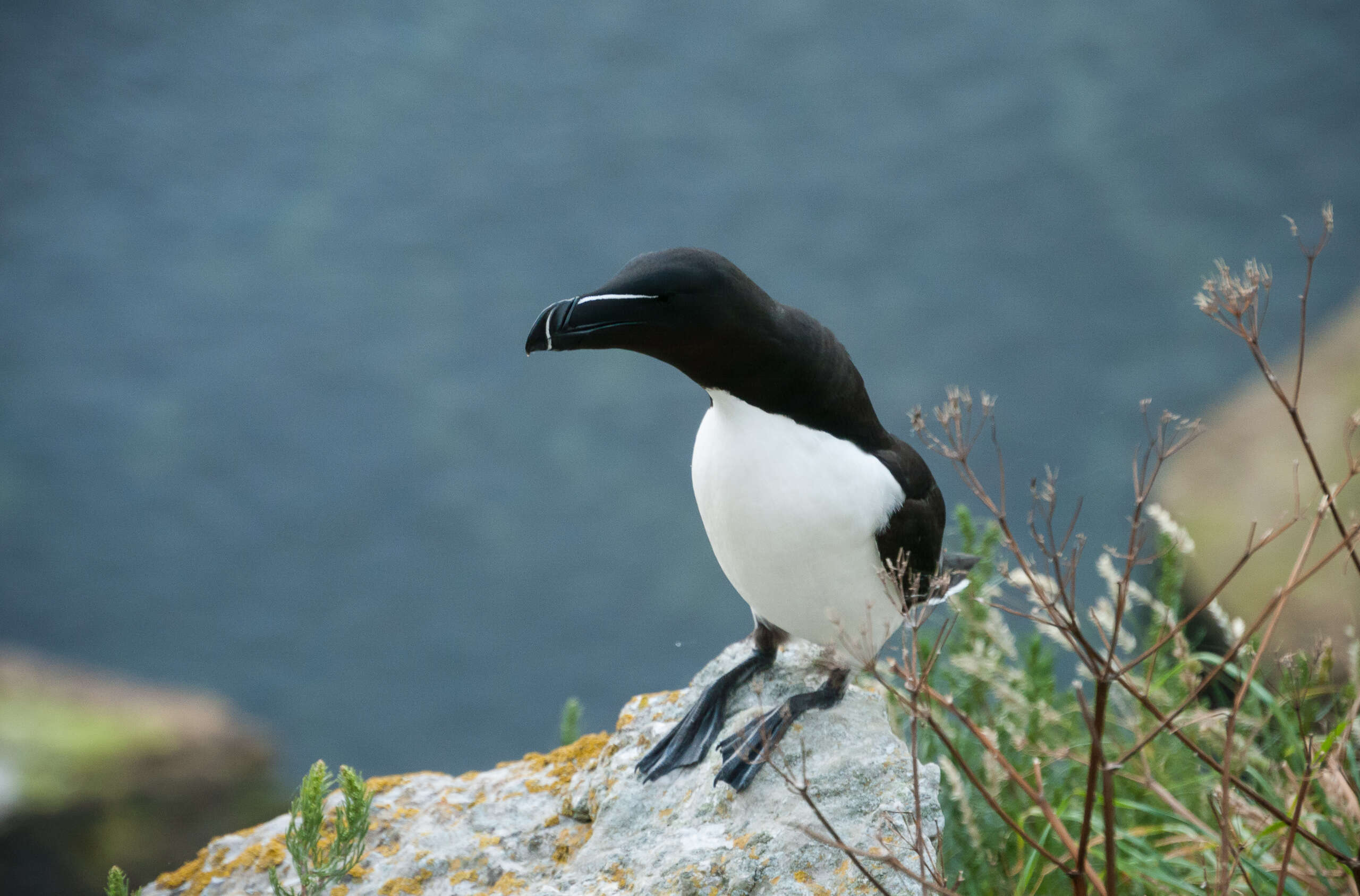 Image of Lesser auk