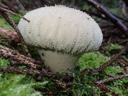 Imagem de Lycoperdon perlatum Pers. 1796