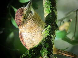 Image of Barred Puffbird