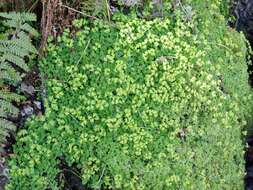 Image of Opposite-leaved Golden Saxifrage