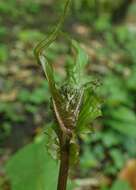 Image of marsh hawk's-beard