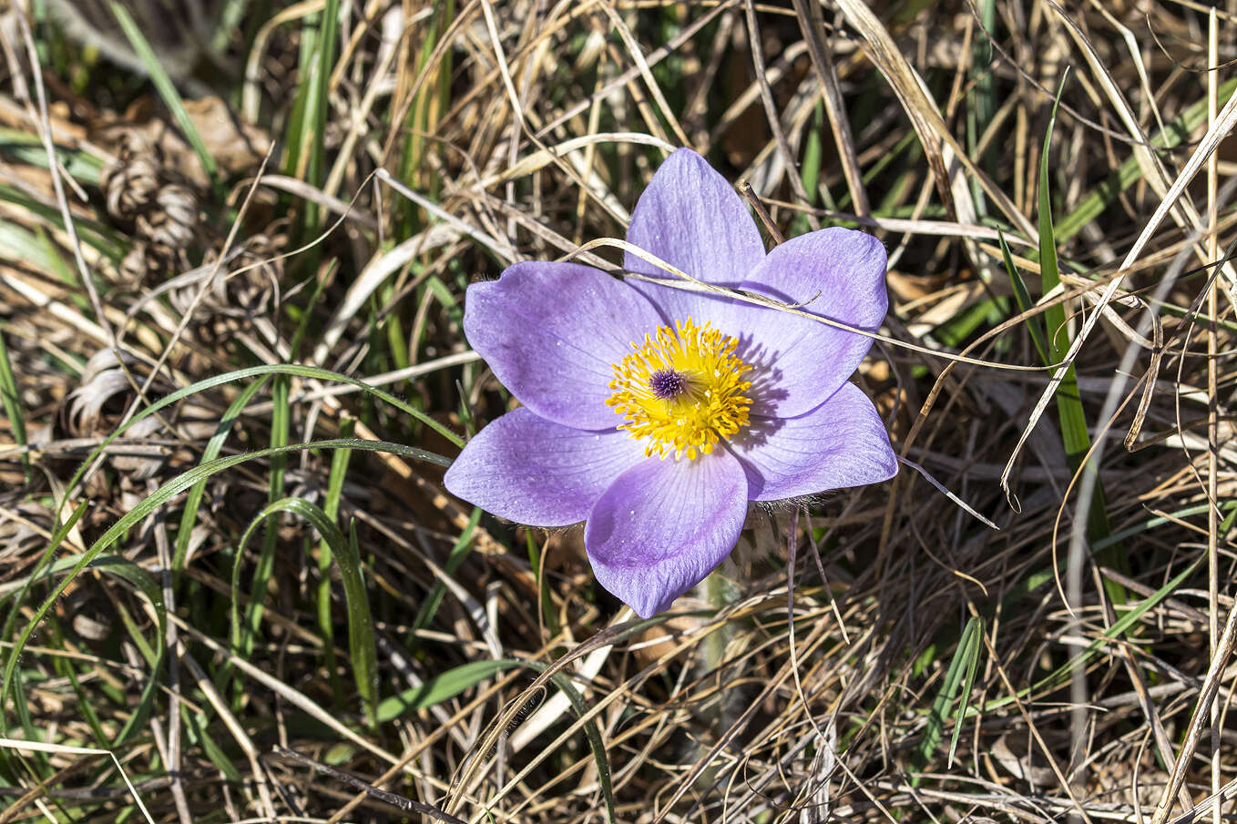 Image of Greater Pasque Flower