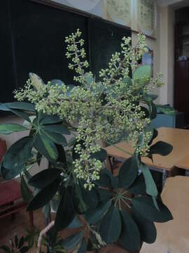 Image of Dwarf Umbrella Tree