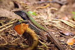 Image of Amazon Racerunner