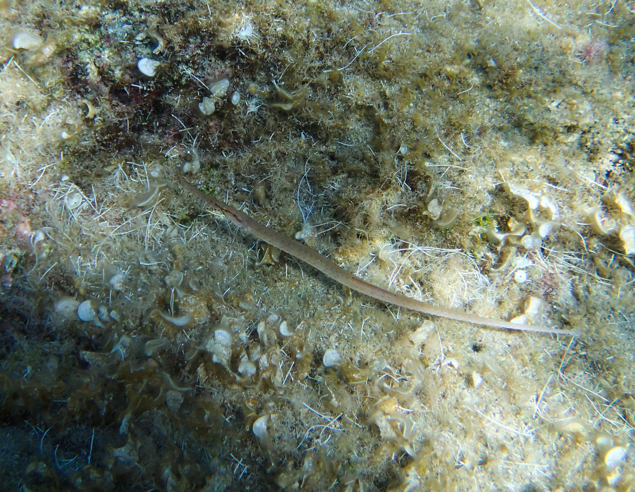 Image of Broadnosed Pipefish